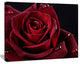 Red Rose with Raindrops on Black, Flowers Canvas Wall Artwork, 20"x12"