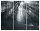 "Sun Rays Through Gray Trees" Photo Canvas Print, 3 Panels, 36"x28"