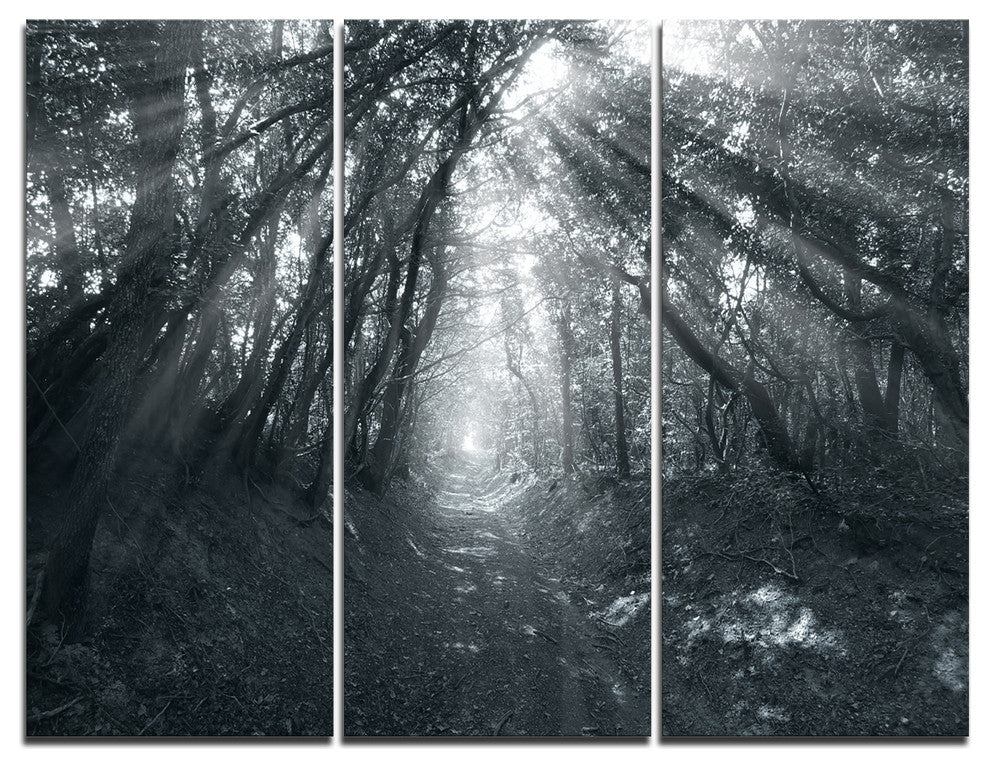 "Sun Rays Through Gray Trees" Photo Canvas Print, 3 Panels, 36"x28"