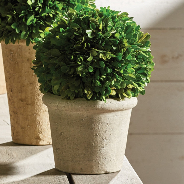 Elegant 12 in Ball Topiary in Pot Preserved Boxwood Greenery Faux Floral English