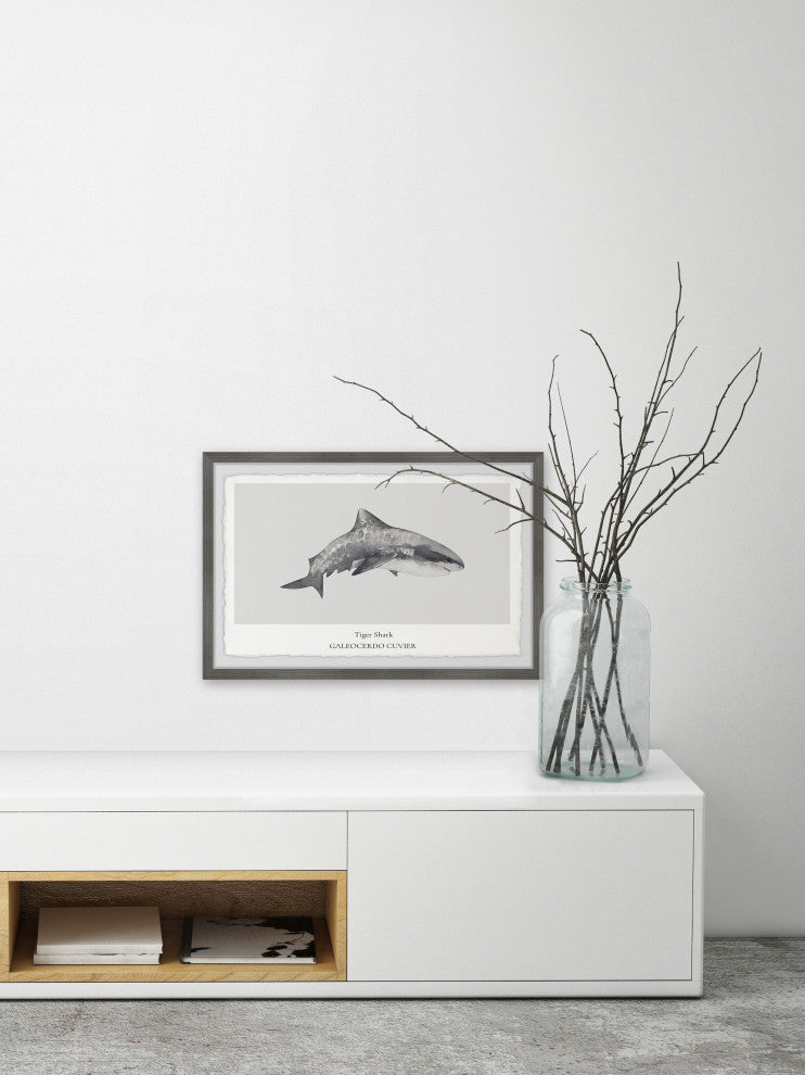 "Galeocerdo Cuvier" Framed Painting Print, 30x20