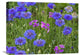 "Cornflower And Pointed Phlox Blooming In Grassy Field, North America" Artwork