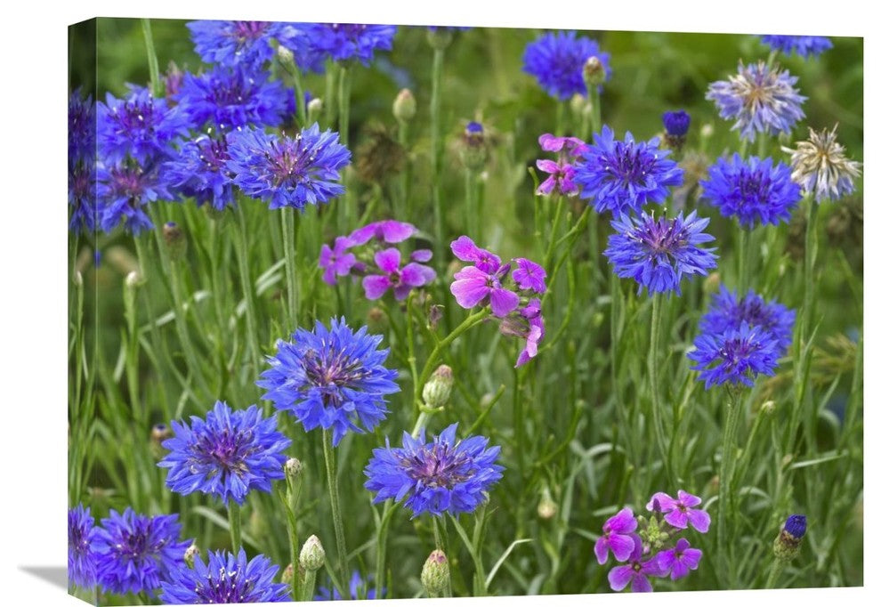 "Cornflower And Pointed Phlox Blooming In Grassy Field, North America" Artwork