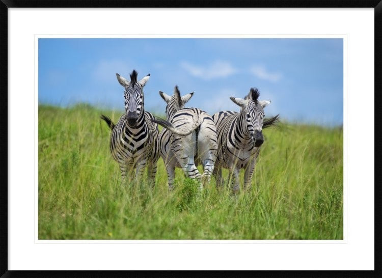 "Curious / Annoyed / Curious" Framed Print by Andreas Feldtkeller, 38"x28"