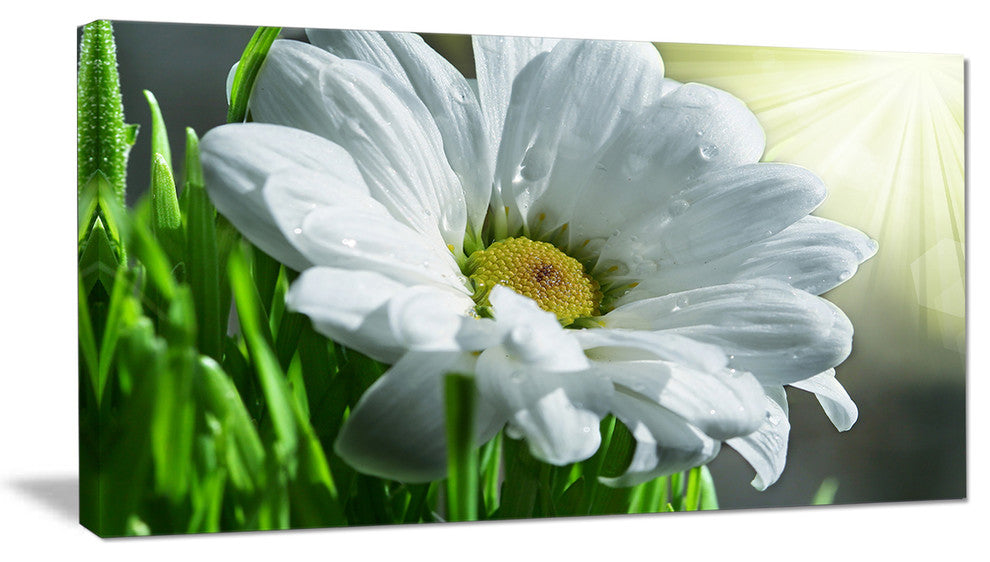 Single Beautiful Daisy Flower, Large Flower Canvas Art Print, 32"x16"