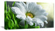 Single Beautiful Daisy Flower, Large Flower Canvas Art Print, 32"x16"