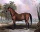 Edward Troye Bertrand- by Sir Archy, 20"x25" Wall Decal