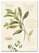 ''Aromantique IV'' Canvas Art by Lisa Audit