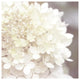 "Hydrangea Dream I" Digital Paper Print by Laura Marshall, 32"x32"