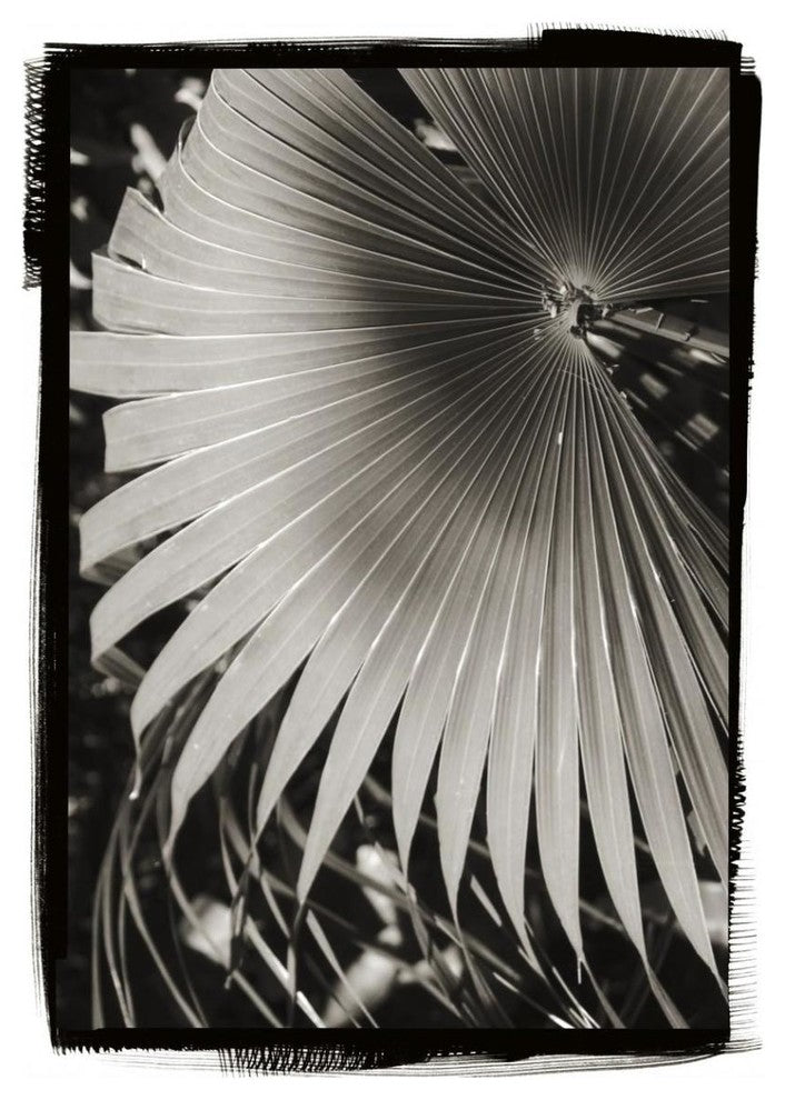 "Palm Frond II" Digital Paper Print by Debra Van Swearingen, 30"x42"