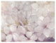 "Apple Blossoms" Digital Paper Print by Julia Purinton, 26"x20"