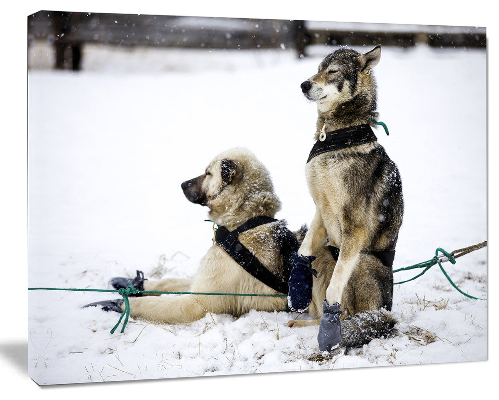Large Sled Dogs Relaxing, Oversized Animal Wall Art, 60"x28"