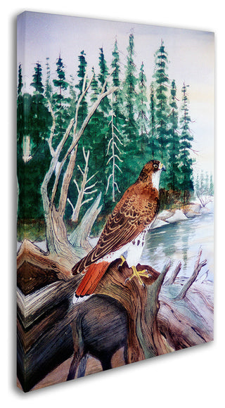 Arie Reinhardt Taylor 'Red Tailed Hawk' Canvas Art, 32x22