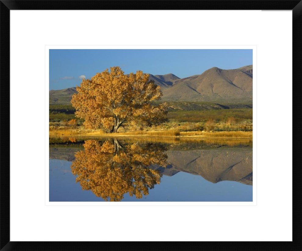 Cottonwood Fall Foliage With Magdalena Mountains, New Mexico, 22"x18"