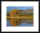 Cottonwood Fall Foliage With Magdalena Mountains, New Mexico, 22"x18"