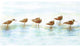 Avocets Door Mat 18x26