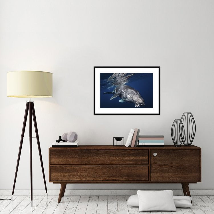 "Humpback Whale" Framed Digital Print by Barathieu Gabriel, 38"x28"