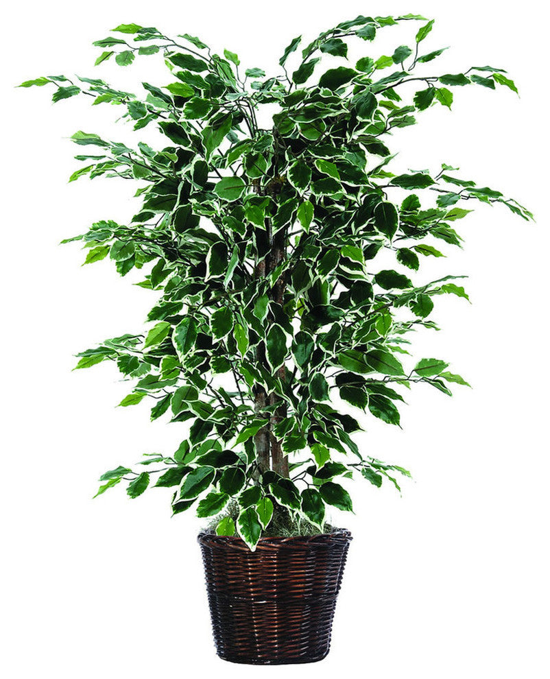 Vickerman 4' Variegated Ficus Bush