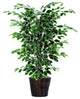 Vickerman 4' Variegated Ficus Bush