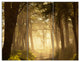 Deep Jungle with Foggy Sunlight, Landscape Triptych Canvas Art, 36x28, 3 Panels