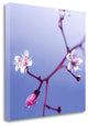 "Cherry Flower 3" By Photoinc Studio, Giclee Print on Gallery Wrap Canvas