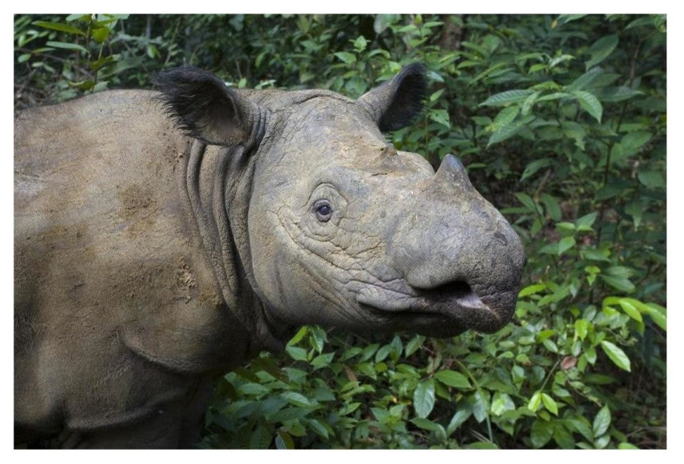 "Sumatran Rhinoceros, Sumatran Rhino Sanctuary, Way Kambas" Paper Art, 26"x18"