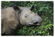 "Sumatran Rhinoceros, Sumatran Rhino Sanctuary, Way Kambas" Paper Art, 26"x18"