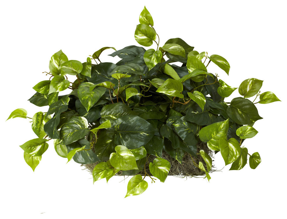 Pothos Ledge Silk Plant, Set on Foam