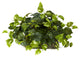 Pothos Ledge Silk Plant, Set on Foam