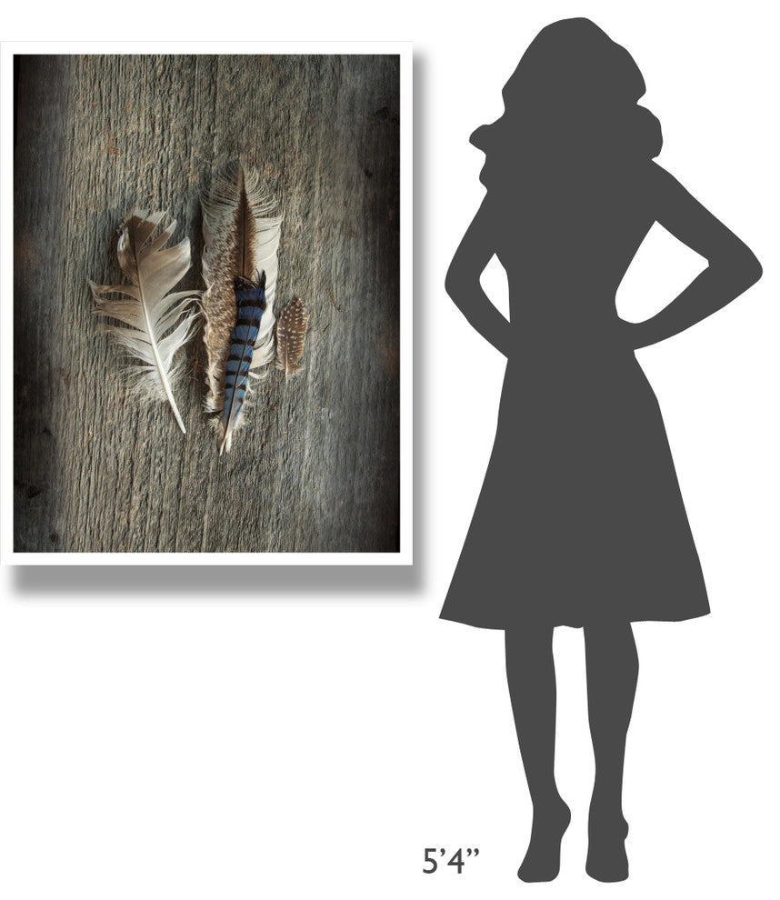"Feather Collection III" Digital Paper Print by Sue Schlabach, 32"x42"