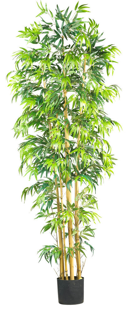 7' Multi Bambusa Bamboo Silk Tree
