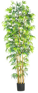 7' Multi Bambusa Bamboo Silk Tree