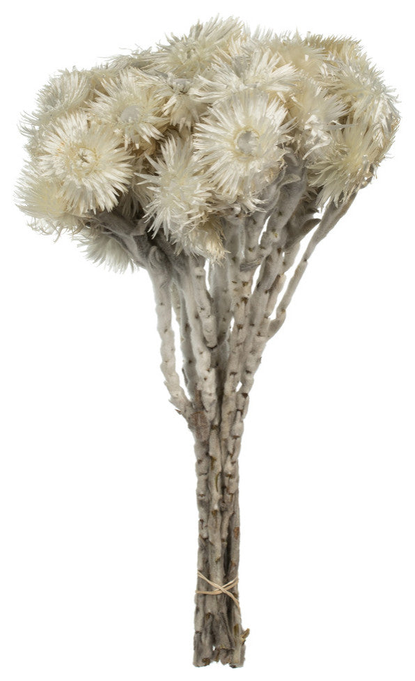 Vickerman Natural Everlasting Flowers, Dried, Natural White, 13-14"