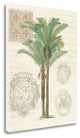 "Vintage Palm Study II" By Wild Apple Portfolio, Giclee on Gallery Wrap Canvas