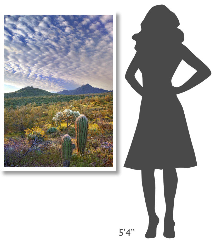 "Saguaro/Teddybear Cholla, Lupine/California Brittlebush" Paper Art, 33.24"x46"