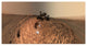 "Curiosity Self-Portrait, Buckskin Drilling Site, Mt Sharp" Paper Art, 62"x32"