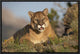 "Mountain Lion portrait, North America"  by Tim Fitzharris, 19x13"