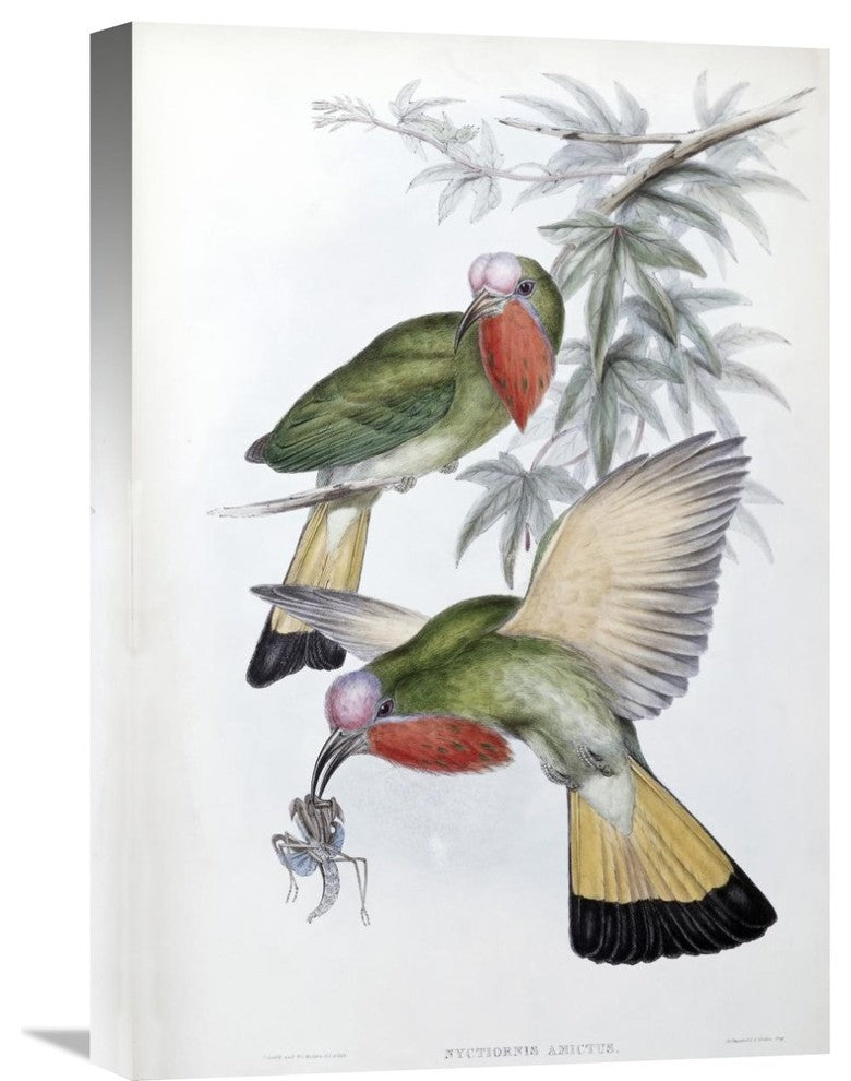 "Red-Throated Nyctiornis" Artwork, 15"x22"