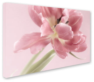 Cora Niele 'Soft Pink Tulip' Canvas Art