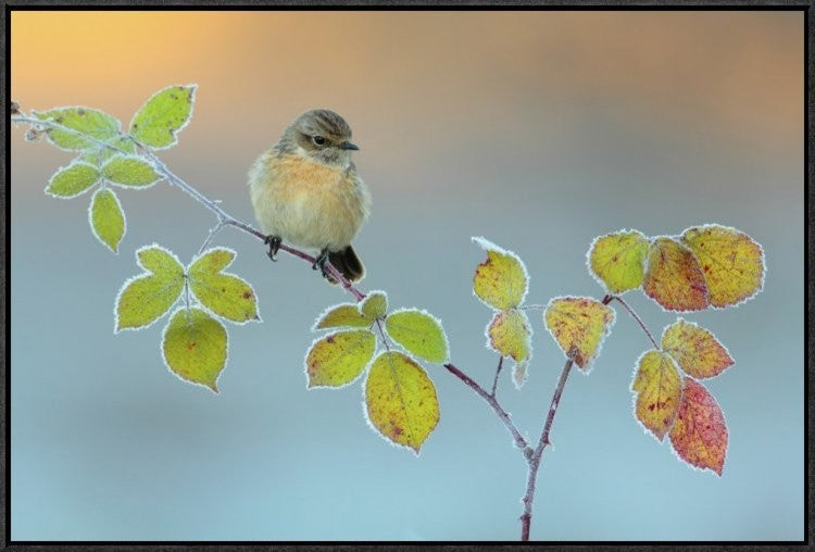 "Winter Colors" Framed Canvas Giclee by Andres Miguel Dominguez, 31x21"