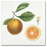 Sue Schlabach 'Classic Citrus IV' Canvas Art, 14" x 14"