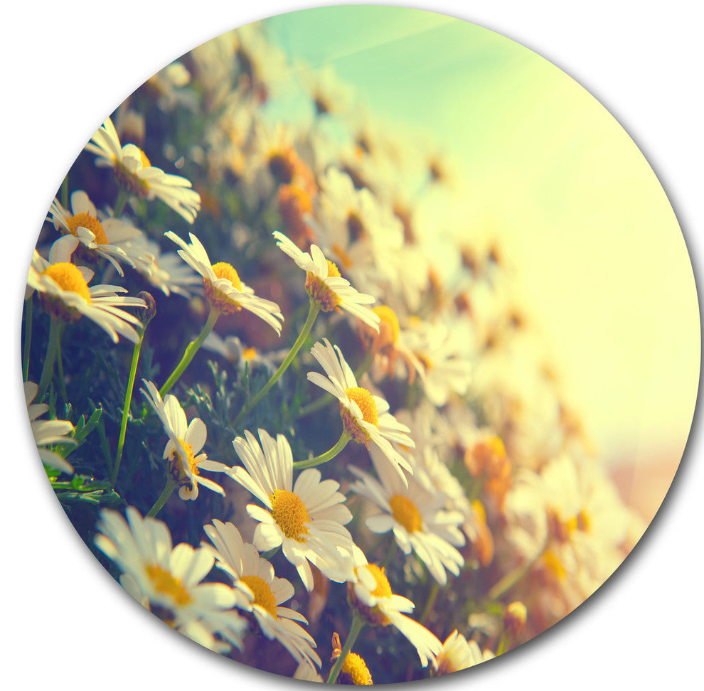 Nature With Blooming Chamomiles, Floral Disc Metal Wall Art, 11"