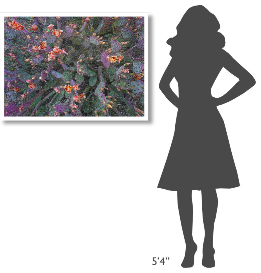 "Opuntia flowering, North America" Paper Print by Tim Fitzharris, 38"x28"