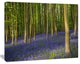 Bluebell Woods in Oxfordshire, Large landscape Canvas Art Print, 60x40