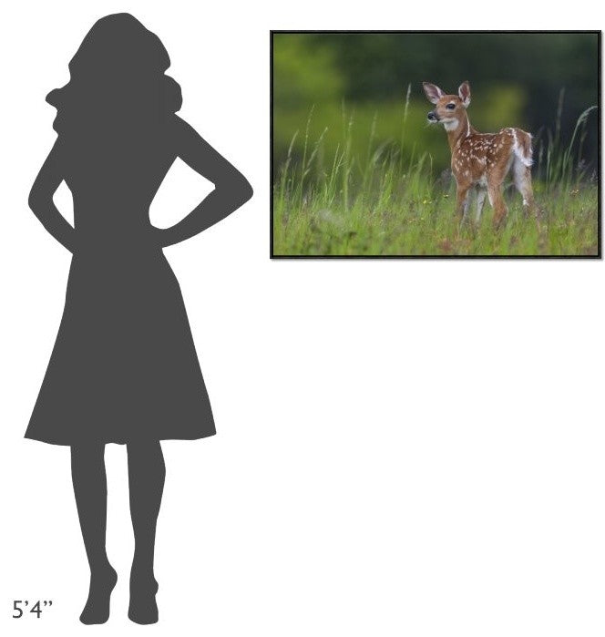 Spring Fawn, 36"x24"
