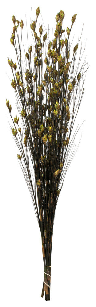 Vickerman H1Bfl100 36-40" Basil Bell Grass With Seed Pods, Bundle, Preserved