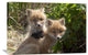 "Red Fox Kits Playing, Katmai National Park, Alaska" Artwork, 36" x 24"