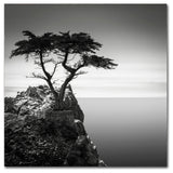 'The Lone Cypress' Canvas Art by Dave MacVicar