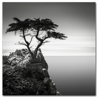 'The Lone Cypress' Canvas Art by Dave MacVicar