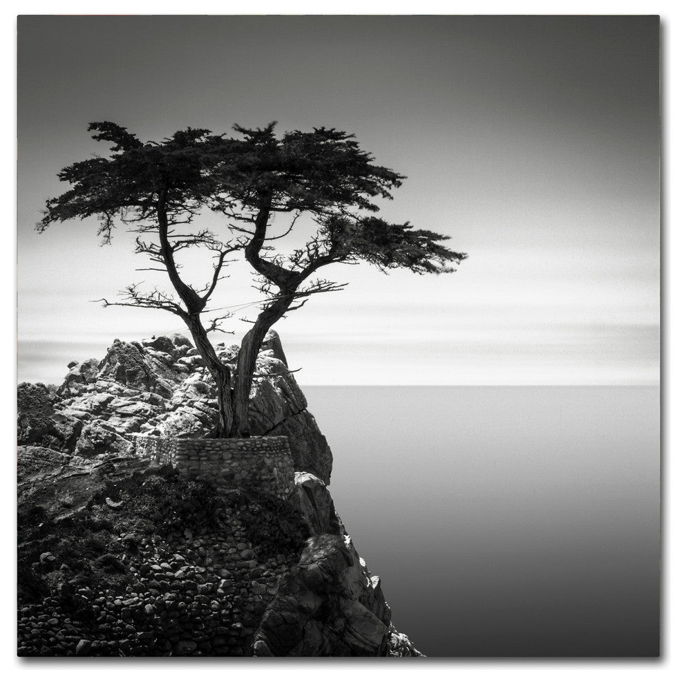 'The Lone Cypress' Canvas Art by Dave MacVicar